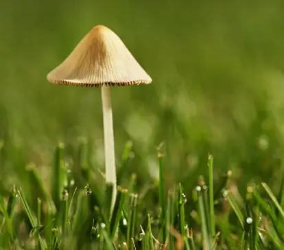 Toadstool; used under license from Istockphoto.