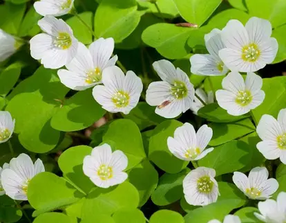 Wood sorrel; used under license from Istockphoto.