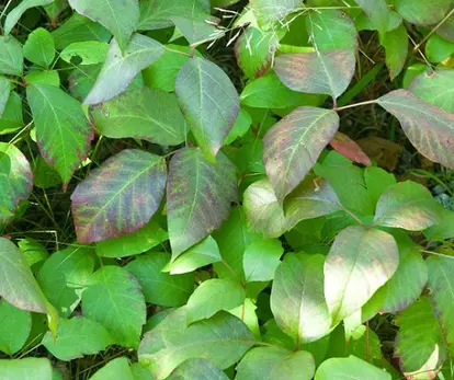 Poison ivy; used under license from Istockphoto.