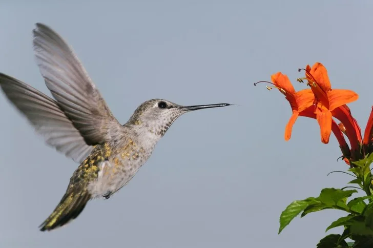 Hummingbird at Flower; source iStockphoto.com; permission License