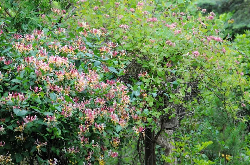 Honeysuckle Gone Wild; istockphoto.com; licensed