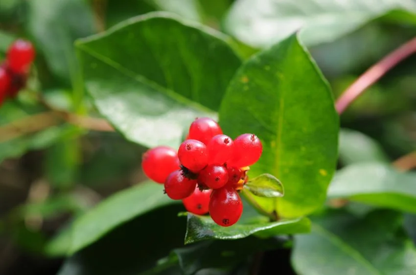 Red Berries; istockphoto.com; licensed