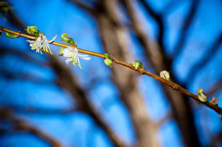 Winter Honeysuckle; istockphoto; licensed