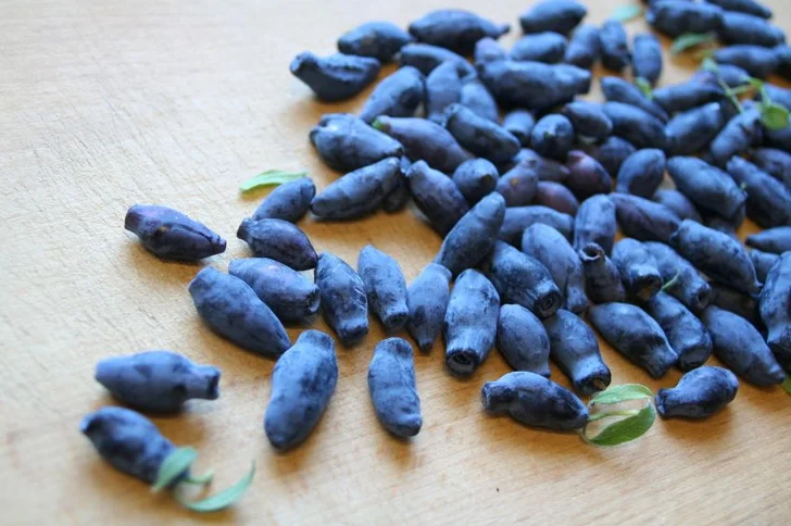 Blue Honeysuckle Berries; istockphoto.com; licensed