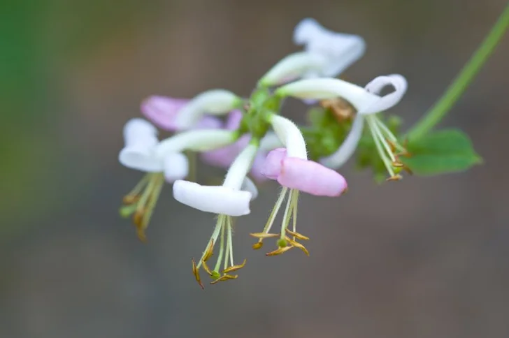 Pink Honeysuckle Flower; istockphoto.com; licensed