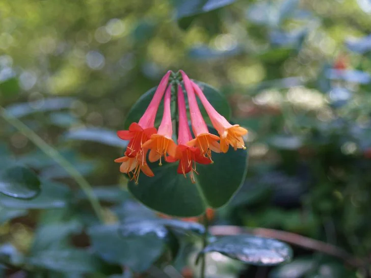 Honeysuckle flower; istockphoto.com; licensed