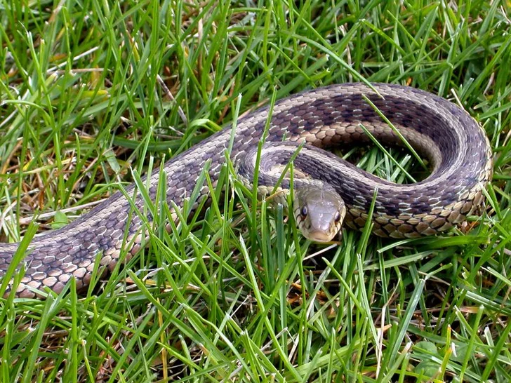 Garter Snake; source istockphoto.com; permission licensed