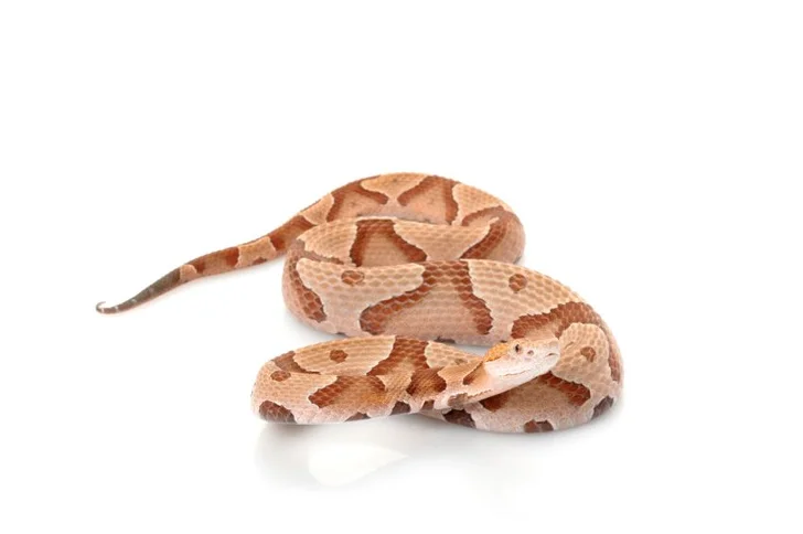 Copperhead Snake; source istockphoto.com; permission licensed