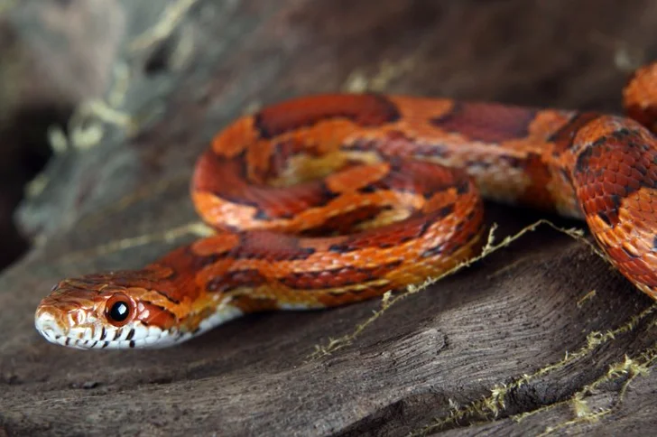Corn Snake; source istockphoto.com; permission licensed
