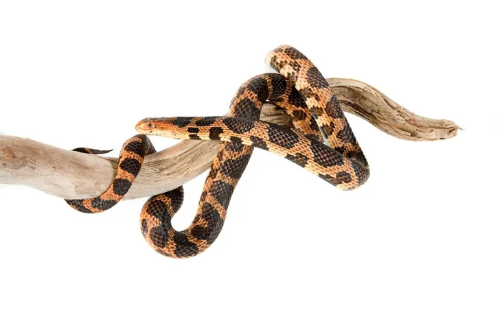 fox snake; source istockphoto.com; permission licensed