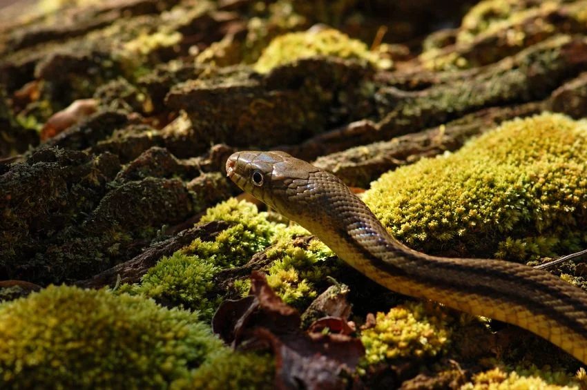 Yellow rat snake; source iStockphoto.com; permission licensed