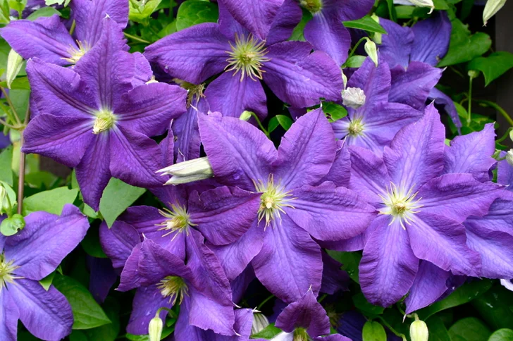 istockphoto.com