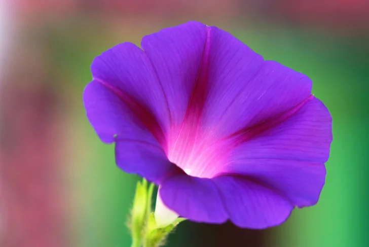 istockphoto.com