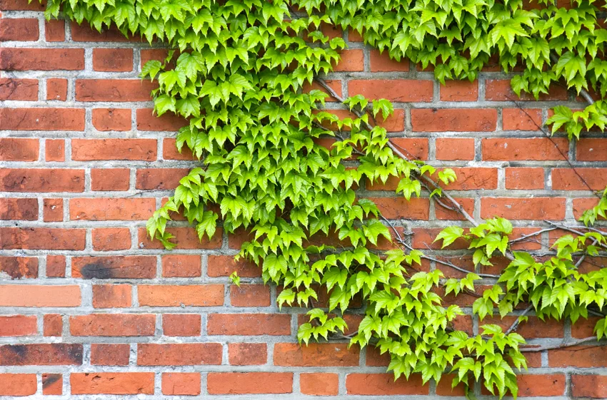 istockphoto.com