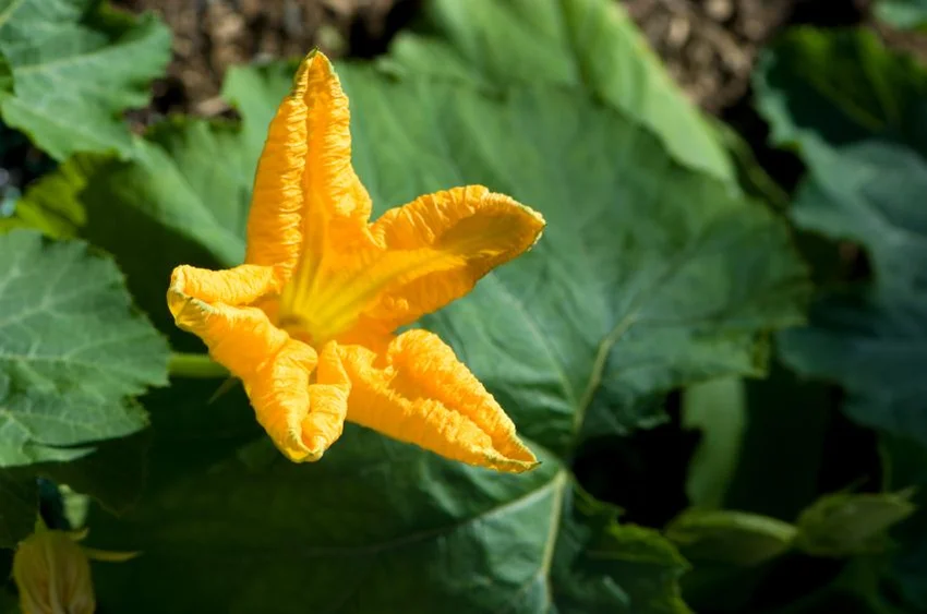 Pumpkin flower, istockphoto.com