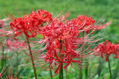 Red Spider Lilies