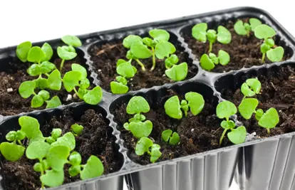 basil seedling tray