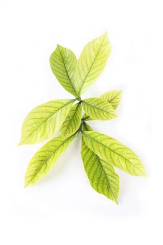 Yellow leaves from a sick gardenia