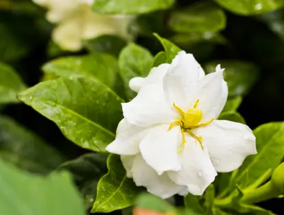 Gardenia blossom