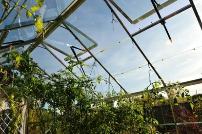 Greenhouse vents