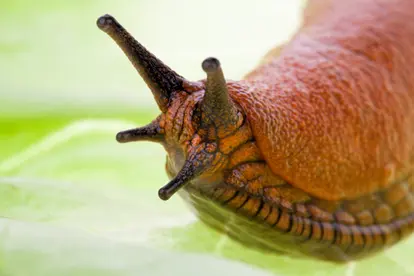 Closeup of a slug