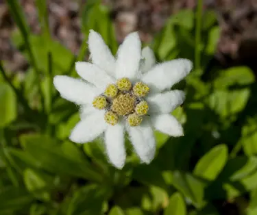 Edelweiss