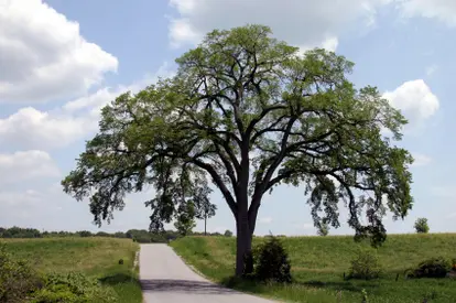 Elm tree from the Hudson valley