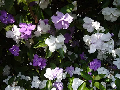 Also known as Kiss Me Quick, or Brunfelsia latifolia, these flowers appear first in violet then lavender and finally white, and hence the name Yesterday, Today and Tomorrow.