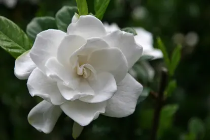 Beautiful gardenia