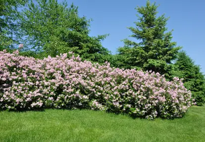 Lilac hedge
