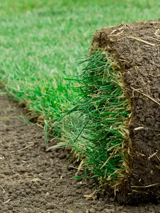 Sod roll