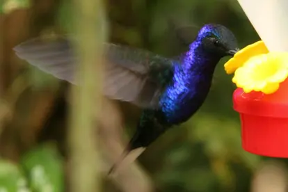 How to make hummingbird food http://www.sxc.hu/photo/899678 There are no usage restrictions for this photo