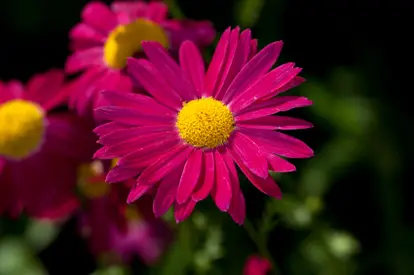 Pyrethrum