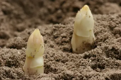 white asparagus