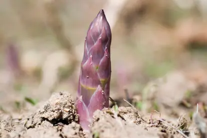 purple asparagus