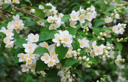 mock orange blossom