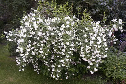 fragrant mock orange
