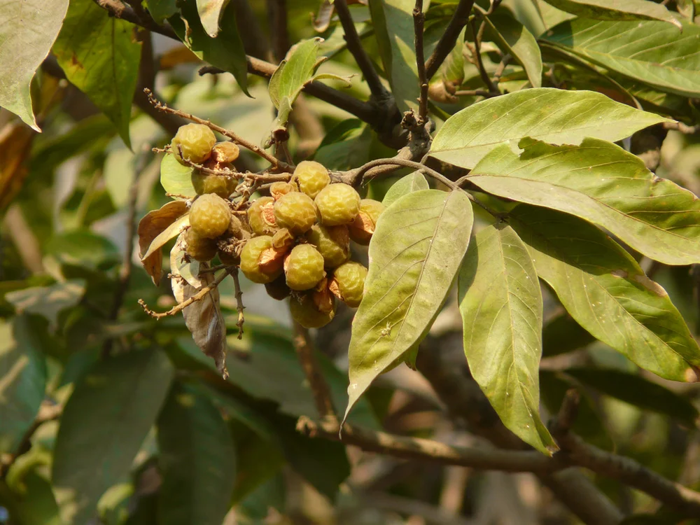 Soapberry tree Photo by Dinesh Valke  http://www.flickr.com/photos/dinesh_valke/3363302196/