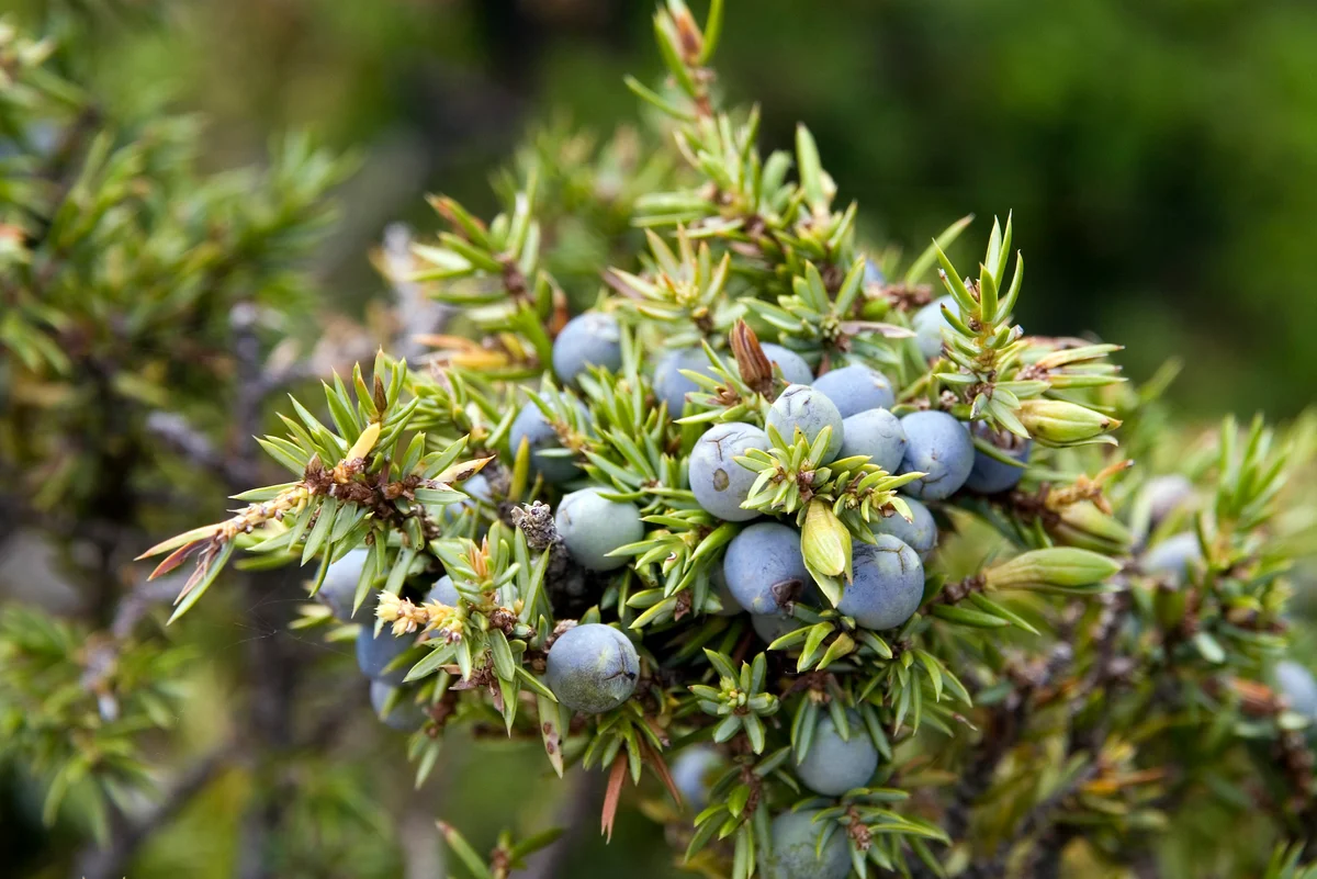 Juniper tree berries