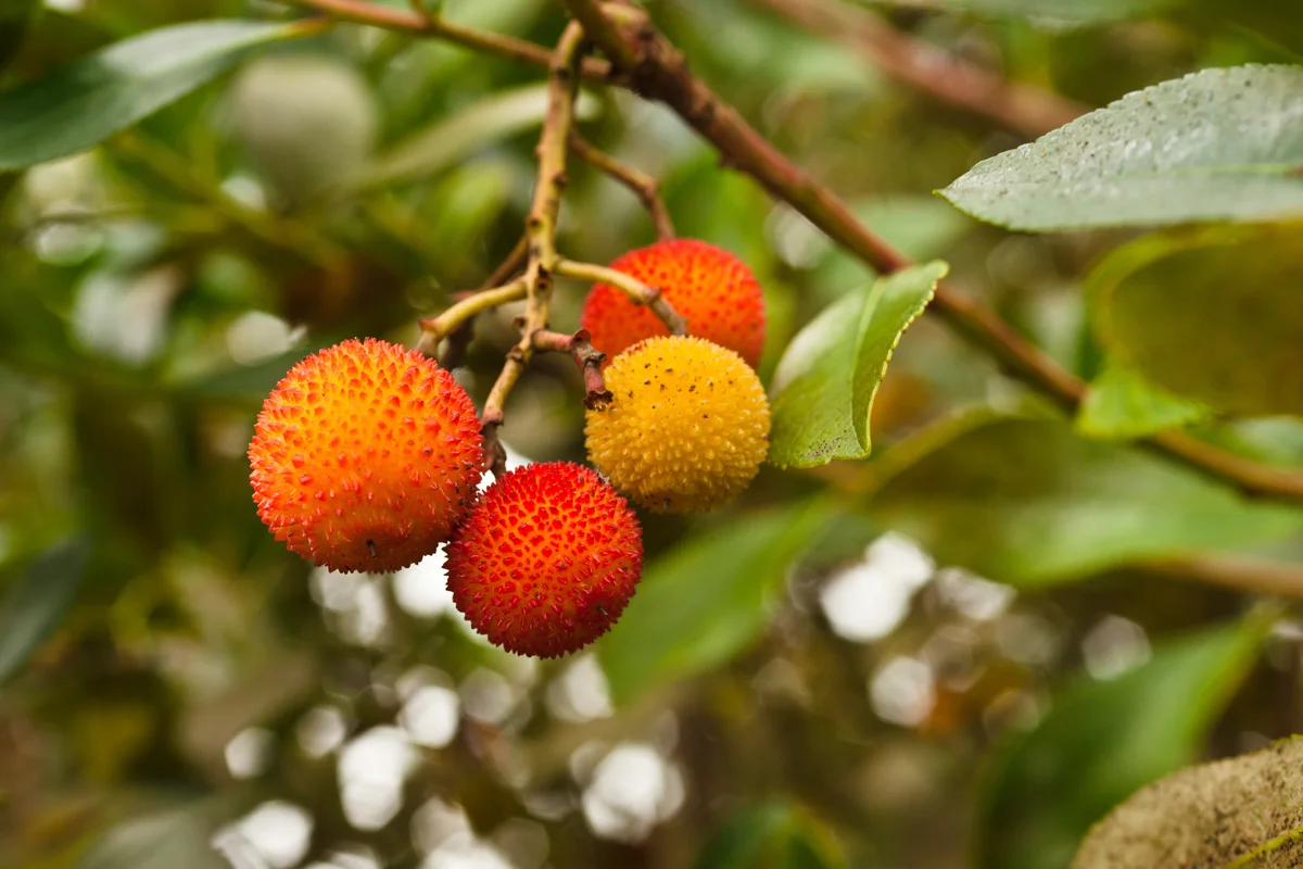 Strawberry tree strawberries