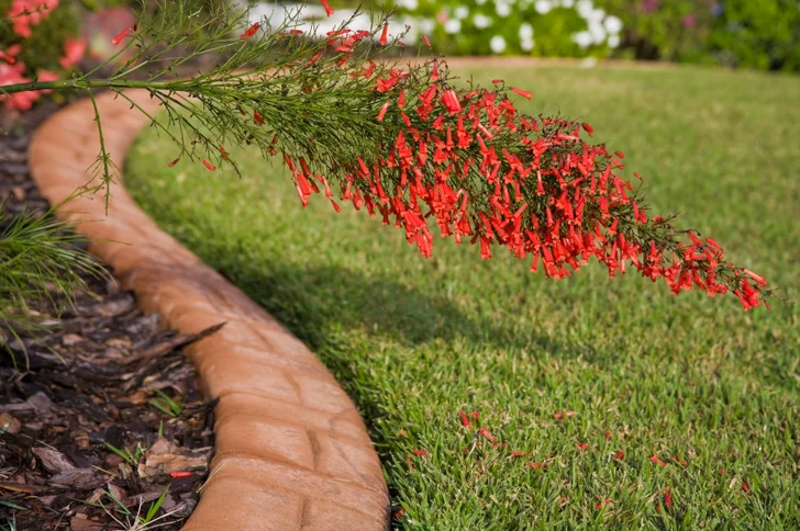 garden edge