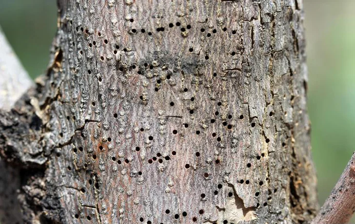 Ash bark beetles
ash bark beetles- Hylesinus sp. Fabricius 1801
Photographer: Whitney Cranshaw, Colorado State University, Bugwood.org
http://www.forestryimages.org/browse/detail.cfm?imgnum=5506335
Image use permission also on file