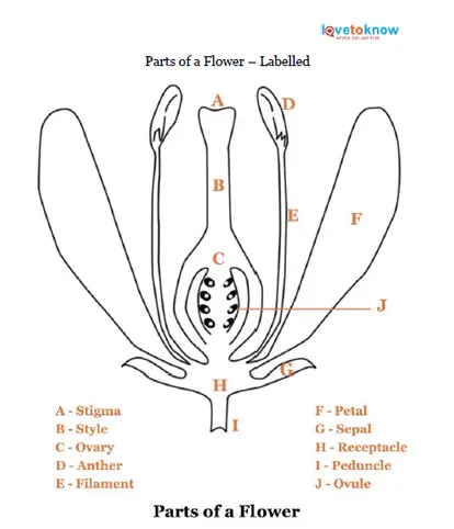 Parts of a flower labelled