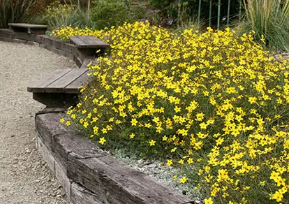 Timber edging garden