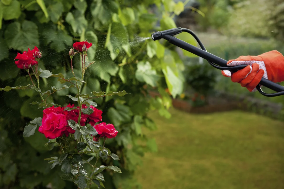 spraying roses to protect from bugs