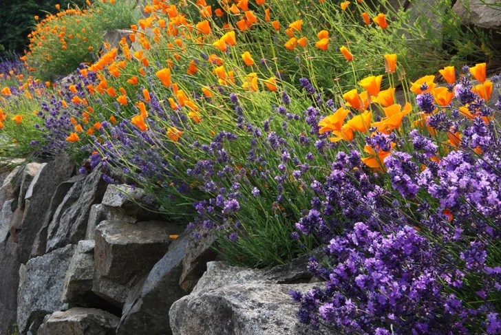 rock wall with flowers