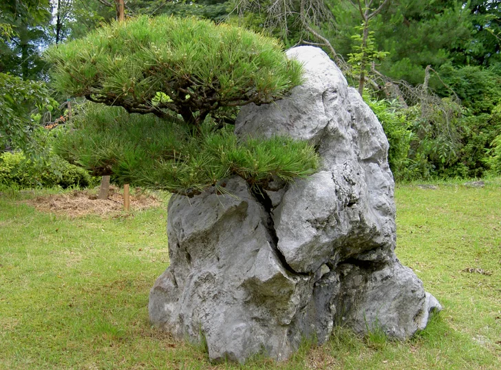 boulder with tree