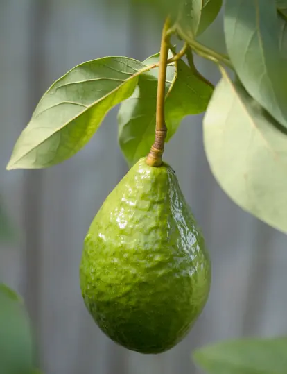 avocado fruit