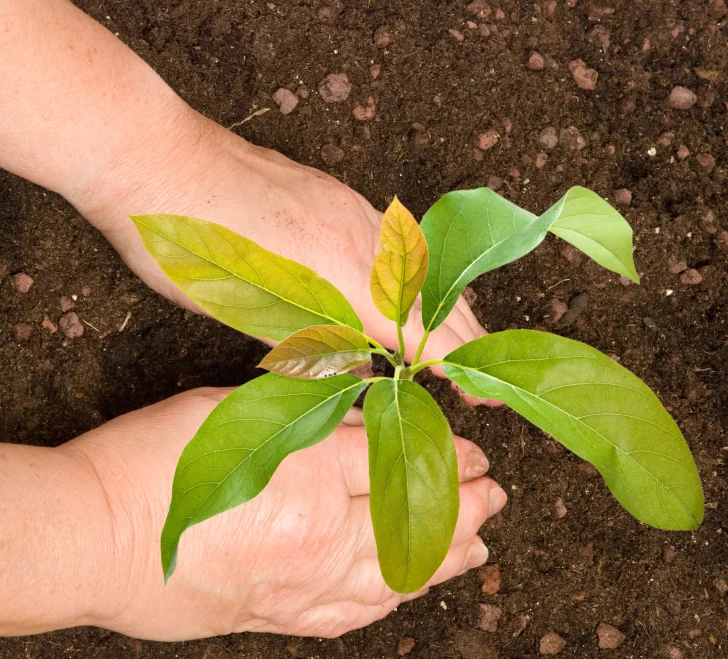 avocado seedling