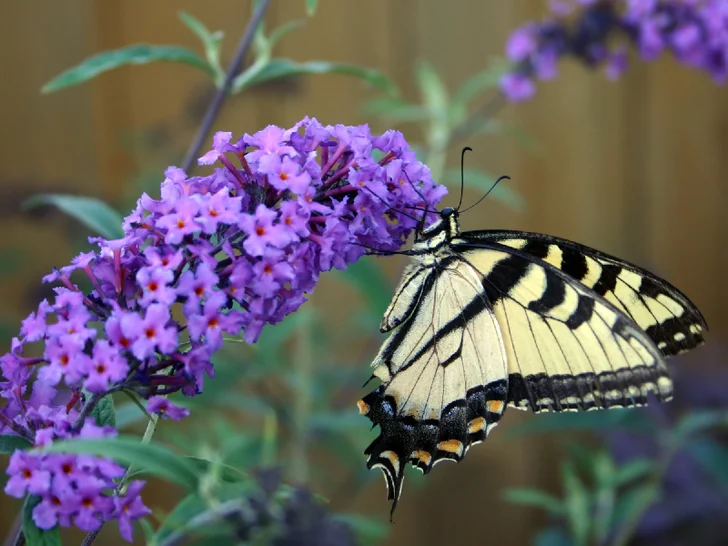 buddleia flower with butterfly